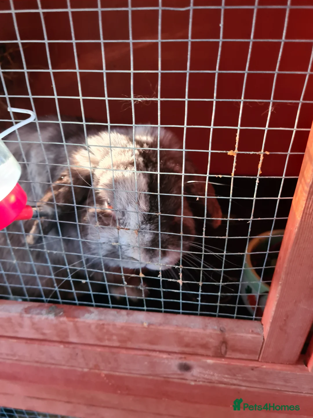 Cashmere Lop rabbits for sale: Bunny 🐰 looking for new love  in Maidstone - Advert 2