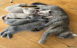British Shorthair cats for sale: One beautiful lilac boy looking for a new home - Image 15
