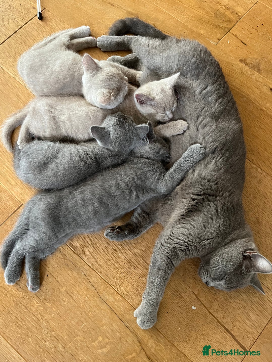 British Shorthair cats for sale: One beautiful lilac boy looking for a new home - Image 15