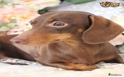 Miniature Dachshund dogs for stud: MASTER DUKE 🐶 miniature dashshund for stud in Wisbech - Image 6