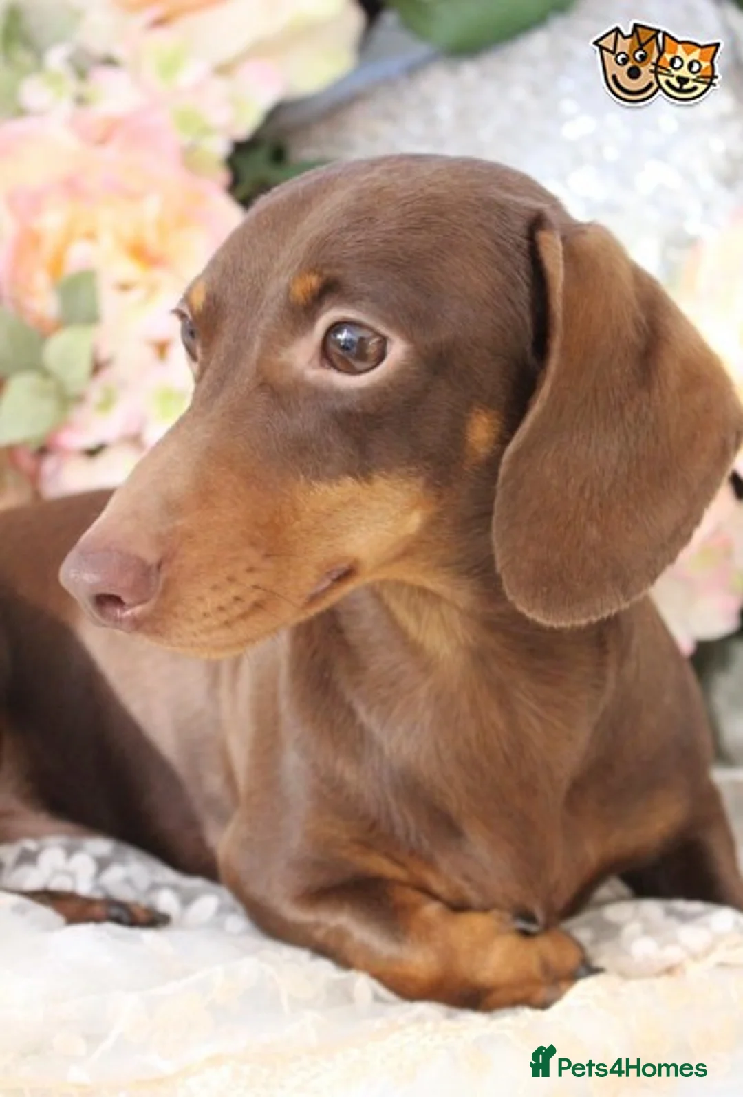 Miniature Dachshund dogs for stud: MASTER DUKE 🐶 miniature dashshund for stud in Wisbech - Advert 6