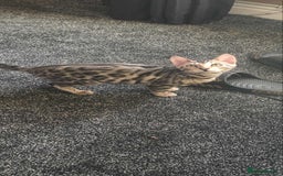 Bengal cats for sale: Silver bengals - Image 19