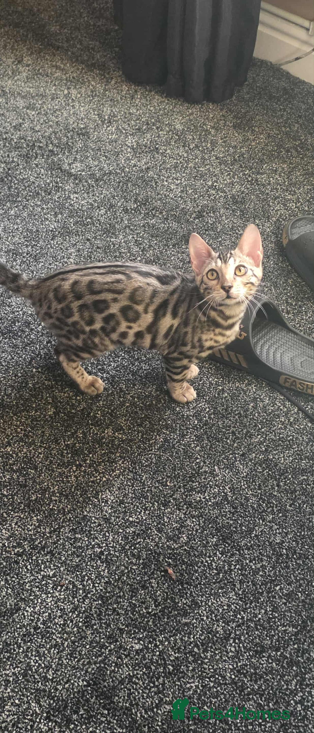 Bengal cats for sale: Silver bengals - Image 19
