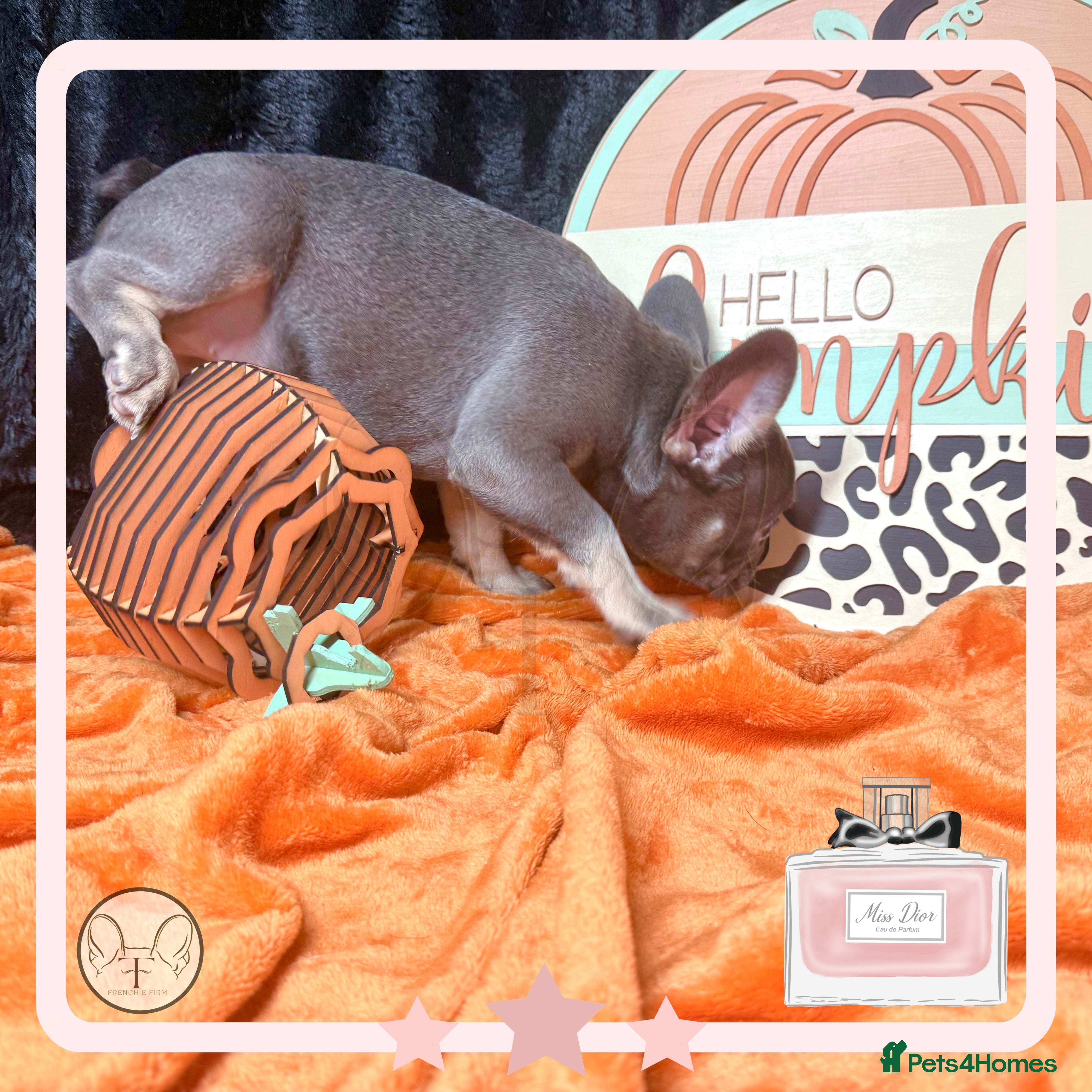 French Bulldog dogs A* LAST GIRL!! 4PANEL BOAS TESTED READY TO GO! - Advert 7