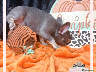 French Bulldog dogs A* LAST GIRL!! 4PANEL BOAS TESTED READY TO GO! - Advert 7