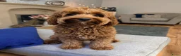 Cavapoo dogs for stud: Cavapoo male for stud only  in Hinckley - Advert 1