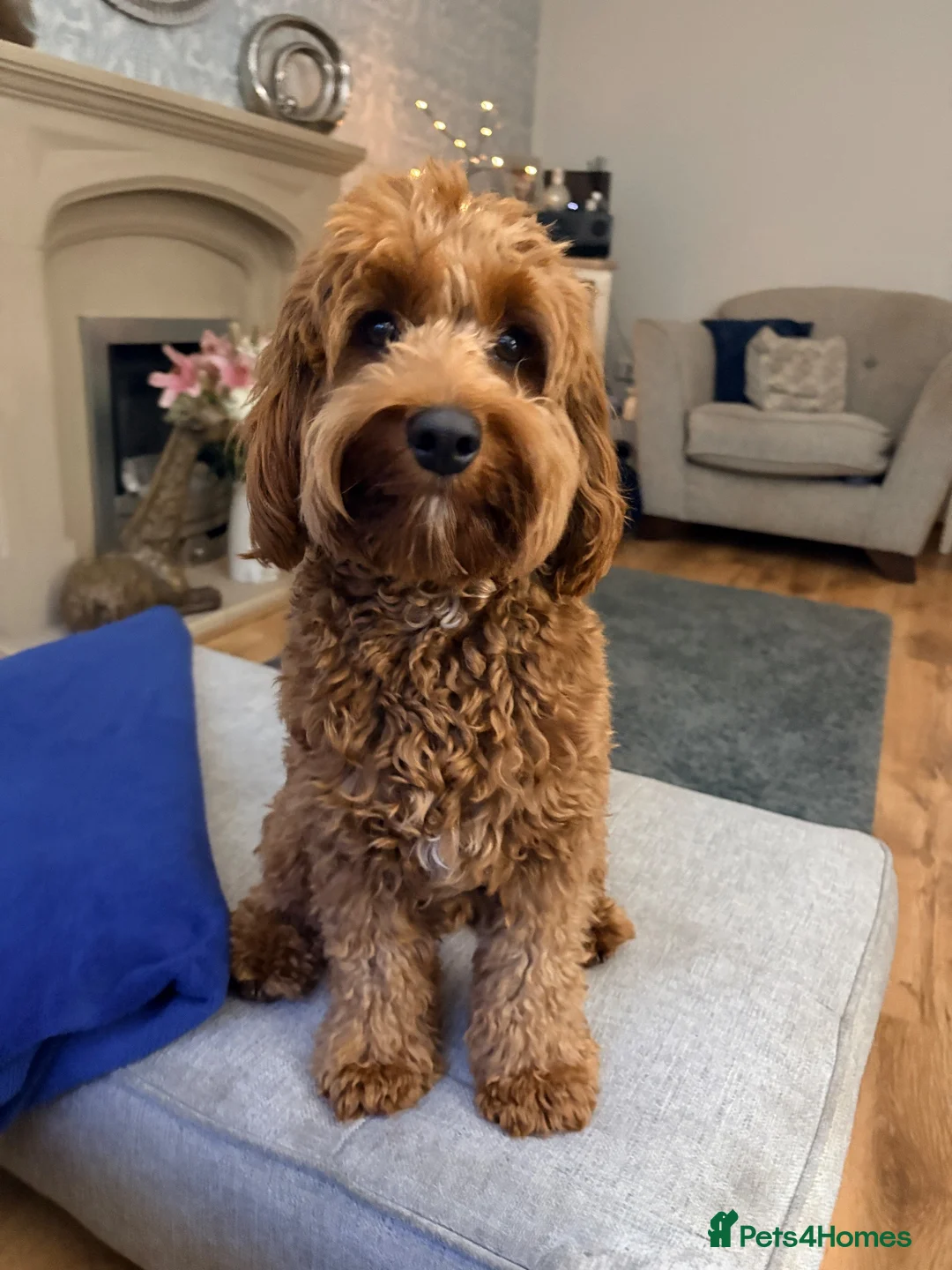 Cavapoo dogs for stud: Cavapoo male for stud only  in Hinckley - Advert 1