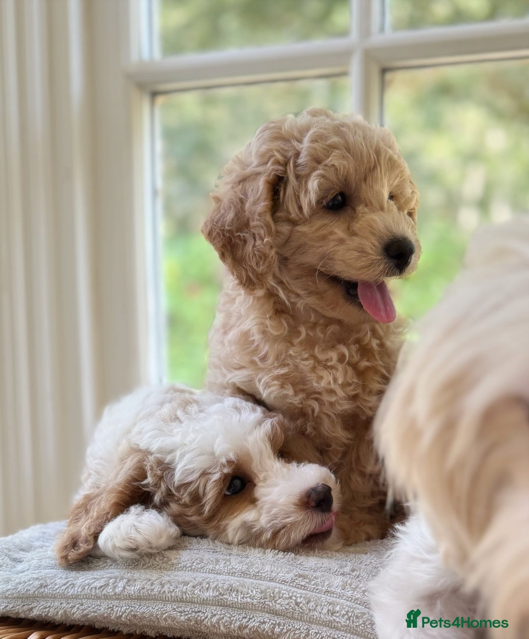 Mixed Breed dogs for sale: Teddy bear puppies - Image 30