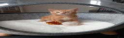 Mixed Breed cats for sale: Goldie and Meg have had their gorgeous kittens - Advert 8