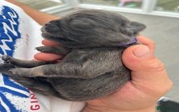 Pug dogs for sale: Beautiful Pug puppies - Image 4