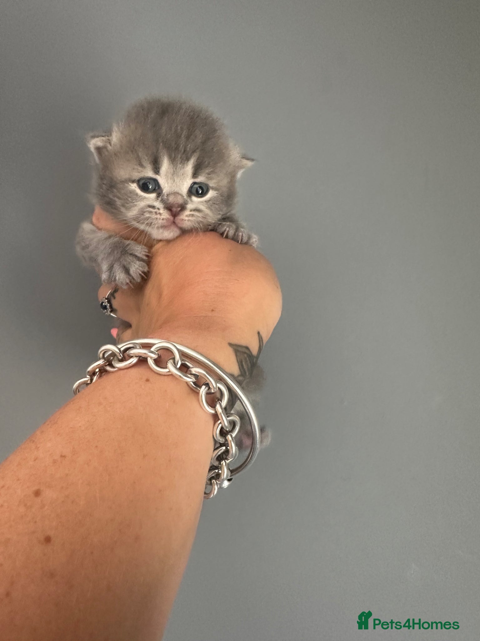 British Shorthair cats for sale: Exceptional British Shorthair kittens 🩷 - Advert 10