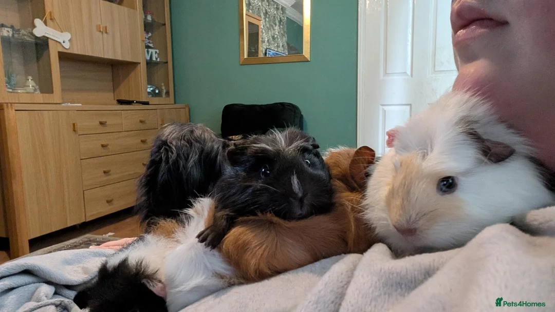 Guinea Pig rodents for sale: 4 female guinea pigs  - Advert 2