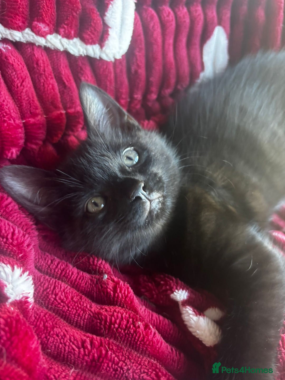 British Shorthair cats for sale: BRITISH BLUE CROSS  in Newbury - Image 23