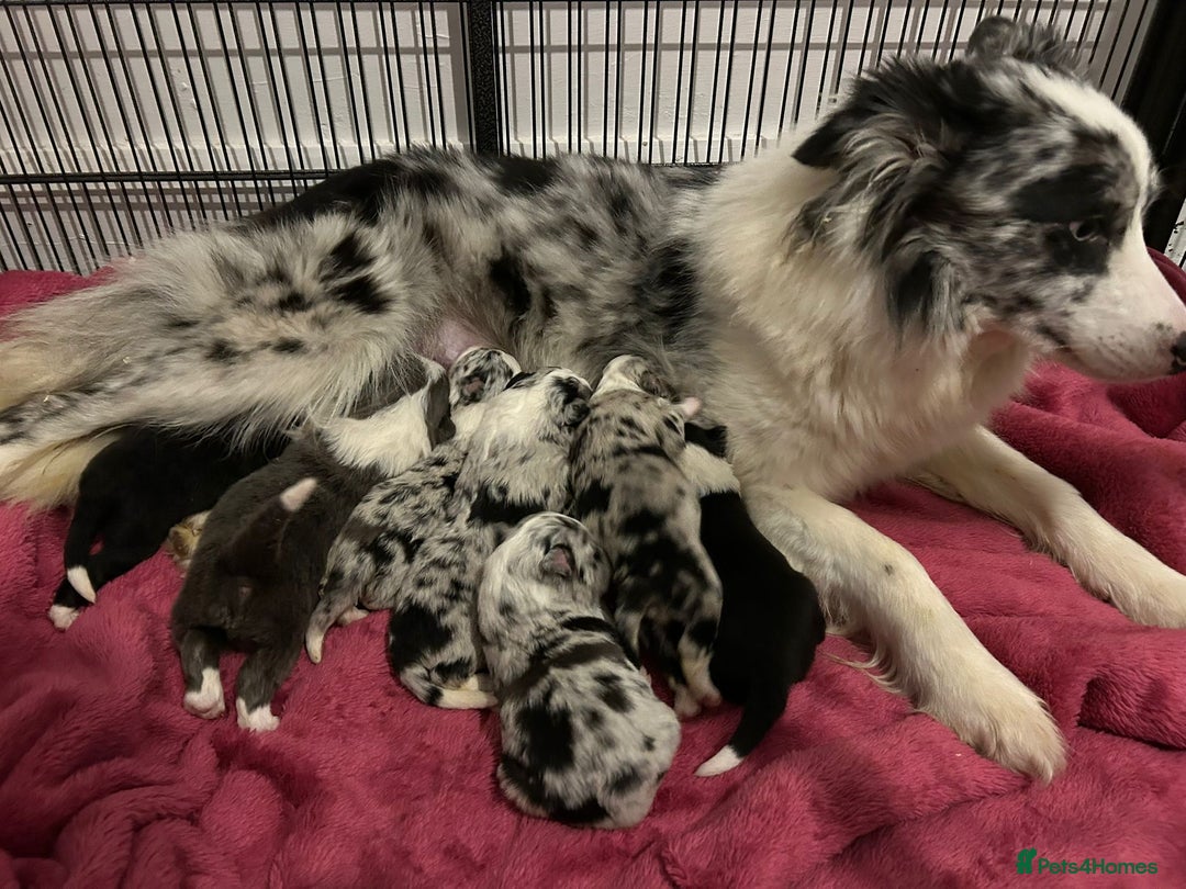 Border Collie dogs for sale: TopClass KC Health tested Border Collie Puppies  - Advert 1