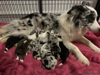 Border Collie dogs TopClass KC Health tested Border Collie Puppies - Advert 3