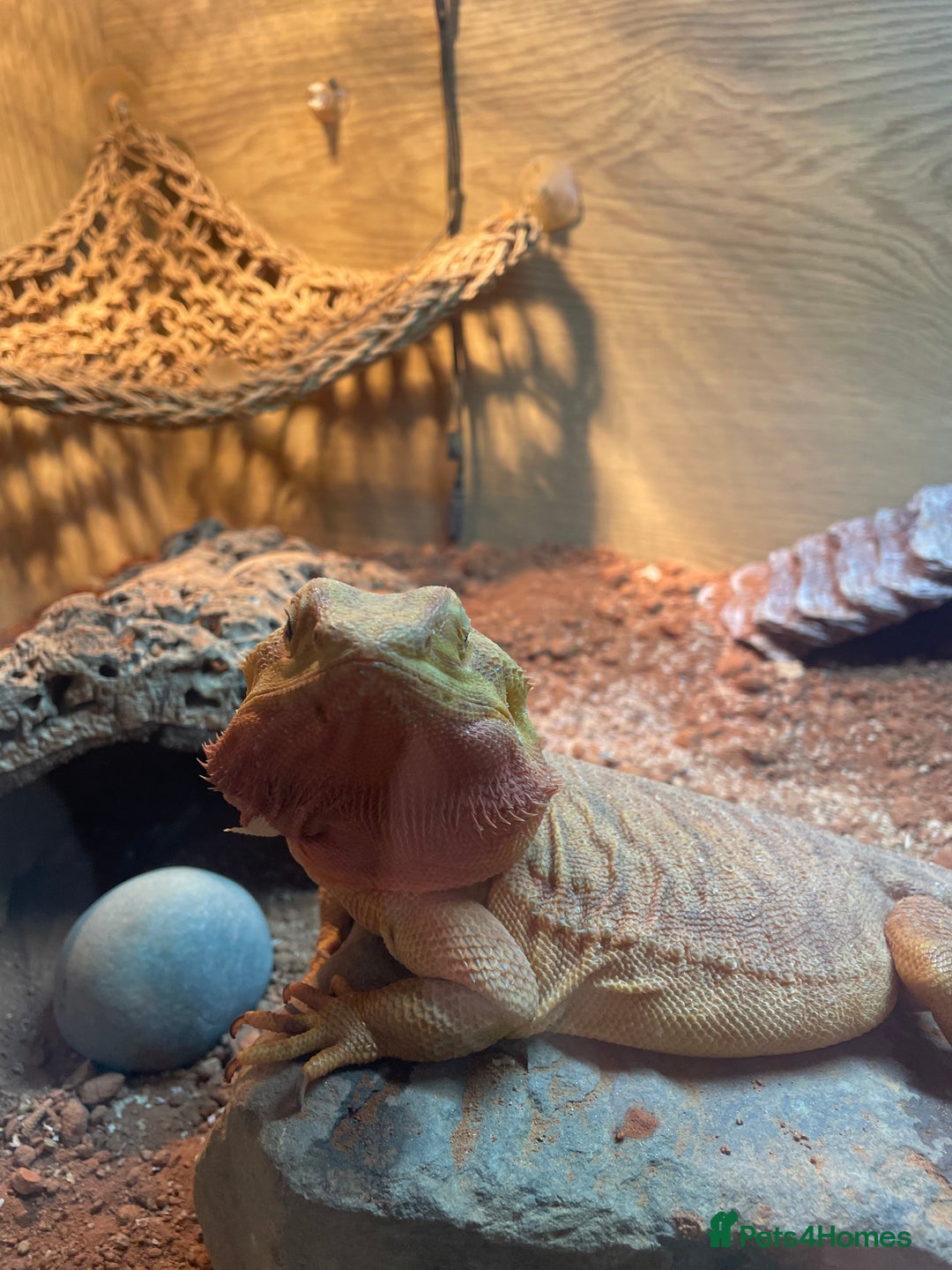Bearded Dragon reptiles for sale: Bearded Dragon - Image 1