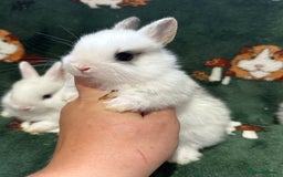 Netherland Dwarf rabbits for sale: Beautiful Blue Split, BEW and unusual Netherlands - Image 6