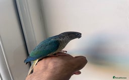 Conures birds for sale: 100% SILLY TAME HAND REARED DNA SEXED BABY CONURES - Image 6