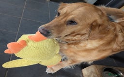 Golden Retriever dogs for sale: 4 YO Beautiful KC Health Tested Golden Retriever - Image 2