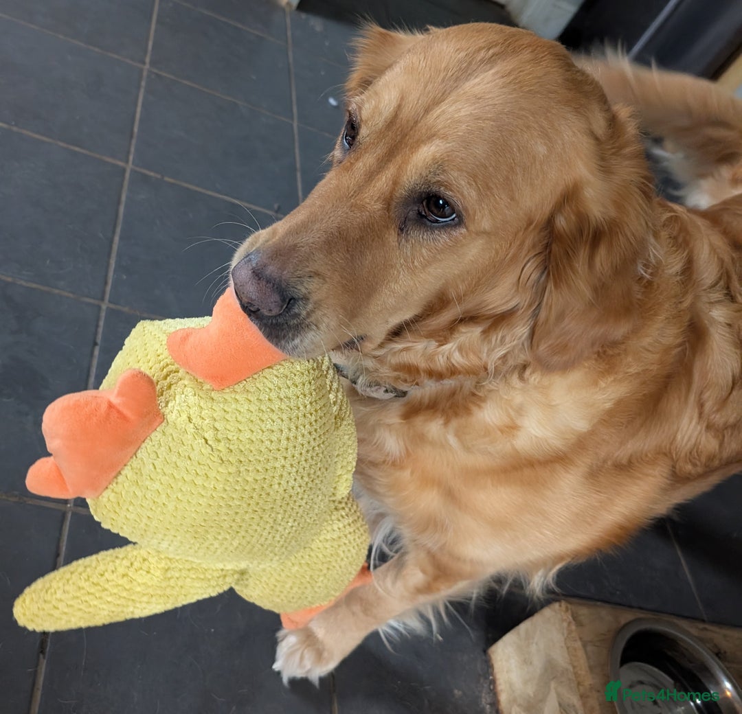 Golden Retriever dogs for sale: 4 YO Beautiful KC Health Tested Golden Retriever - Image 2