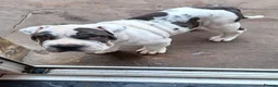Mixed Breed dogs for sale: English Merle Bulldog/Shar Pei puppies for sale - Advert 16