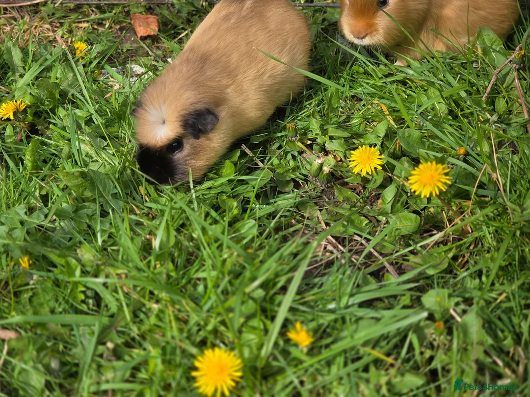 Guinea Pig rodents for sale: Trio of bonded boar guinea pigs in Beverley - Advert 5