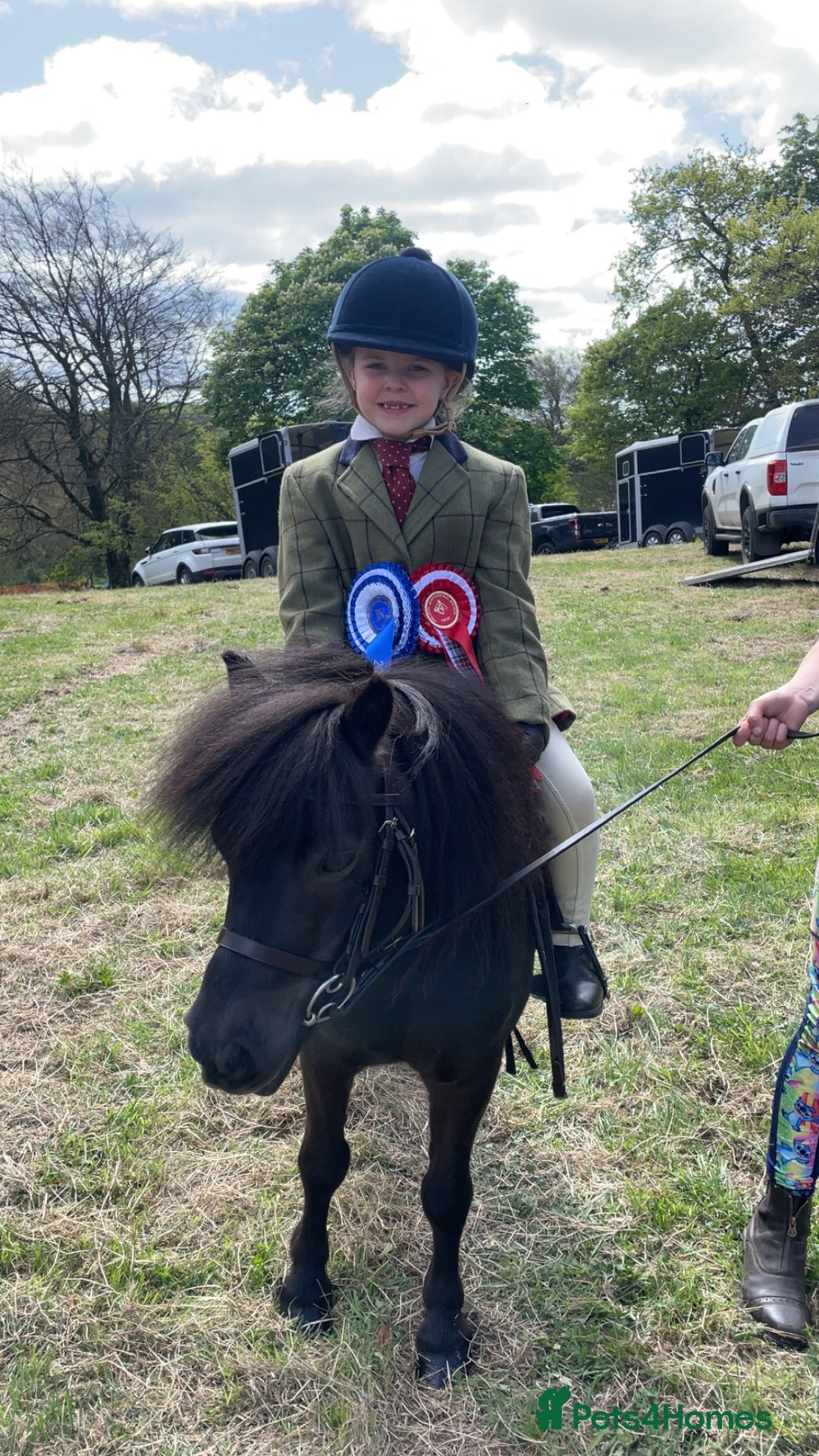 Shetland pony horses for sale: Mothers Dream first pony  - Advert 4