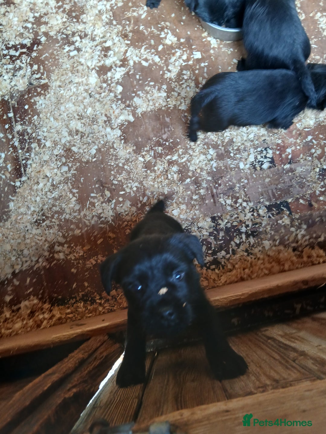 Mixed Breed dogs for sale: Border x Patterdale pups  - Advert 5