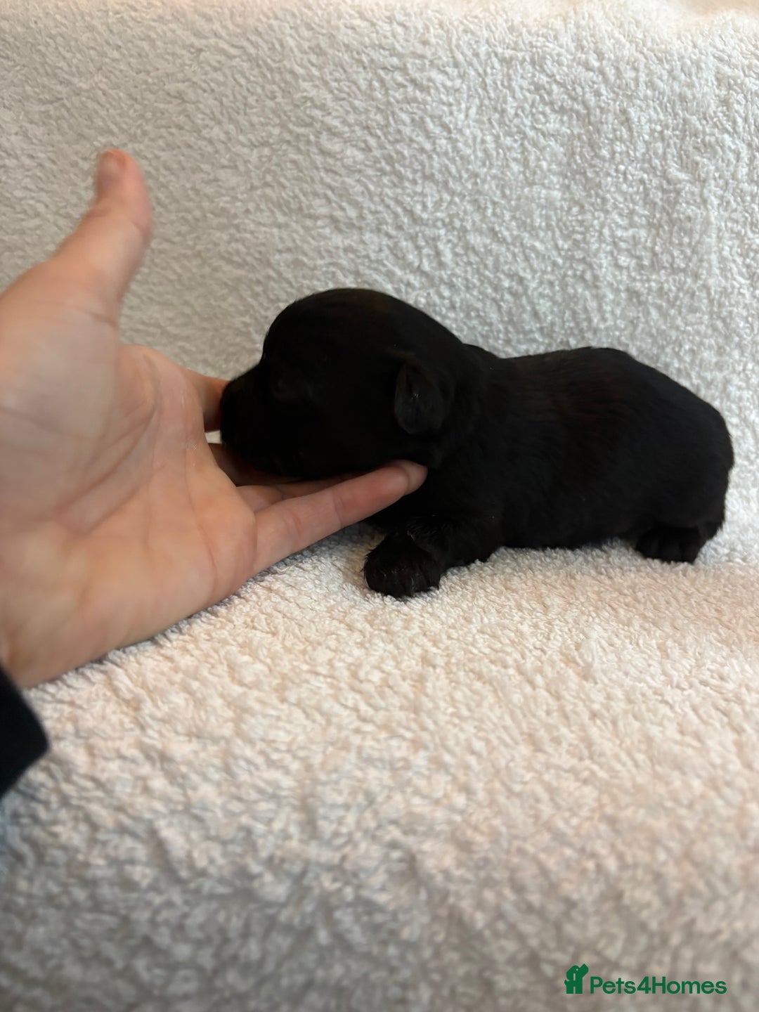 Yorkshire Terrier dogs for sale: Yorkshire terrier, terrier cross puppies - Advert 16