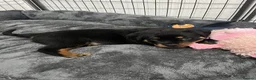 Rottweiler dogs for sale: affectionate Rottweiler in London - Advert 2