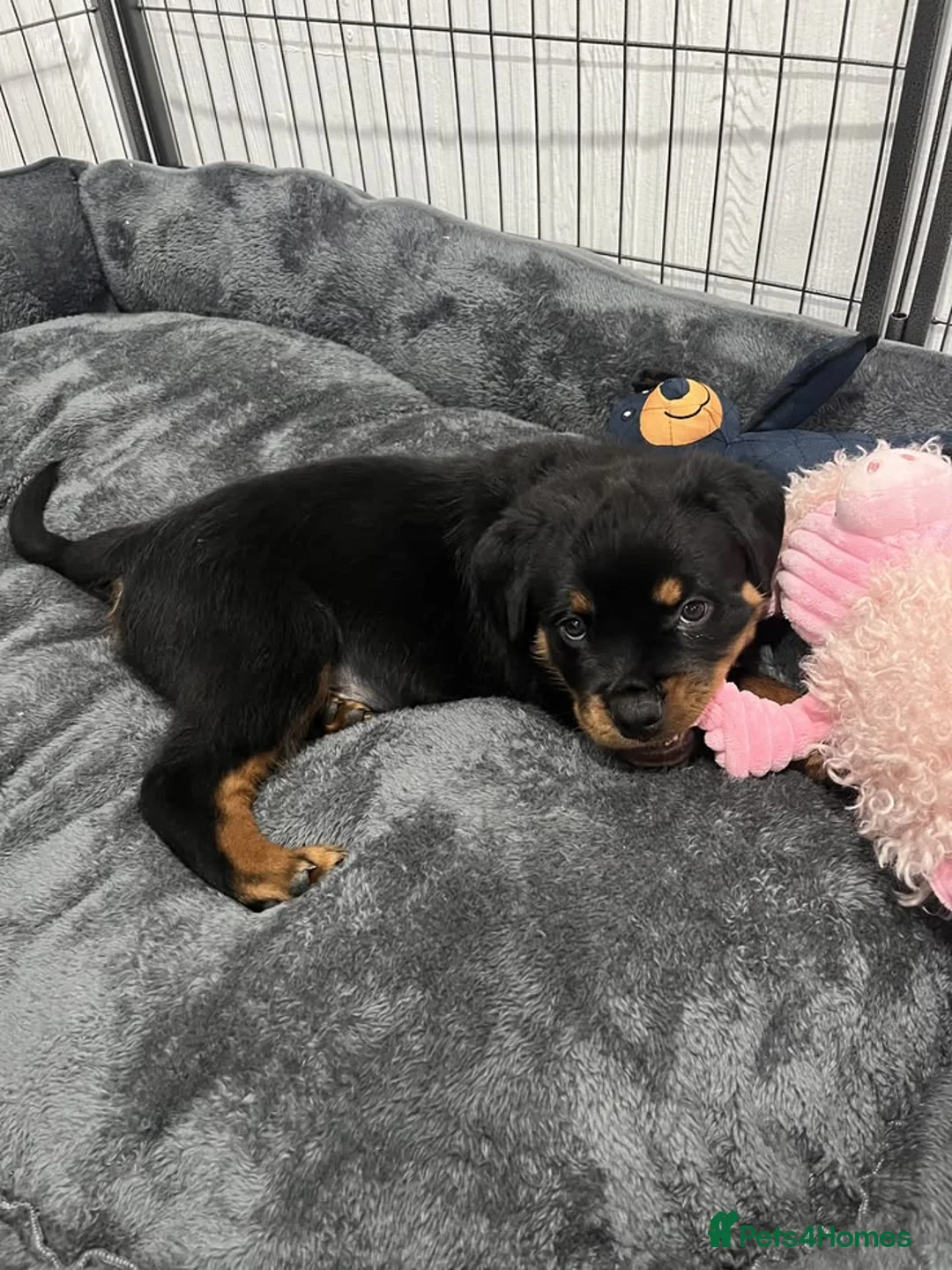 Rottweiler dogs for sale: affectionate Rottweiler in London - Advert 2