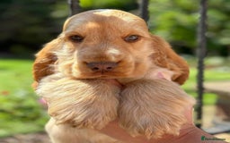 Cocker Spaniel dogs for sale: Outstanding show cocker pups - Image 29