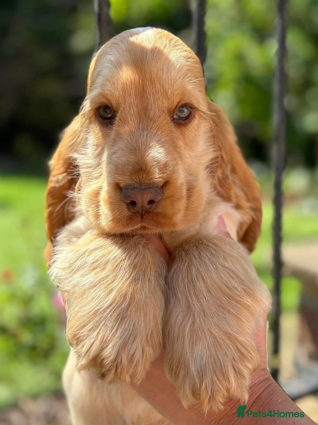 Cocker Spaniel dogs for sale: Outstanding show cocker pups - Image 29