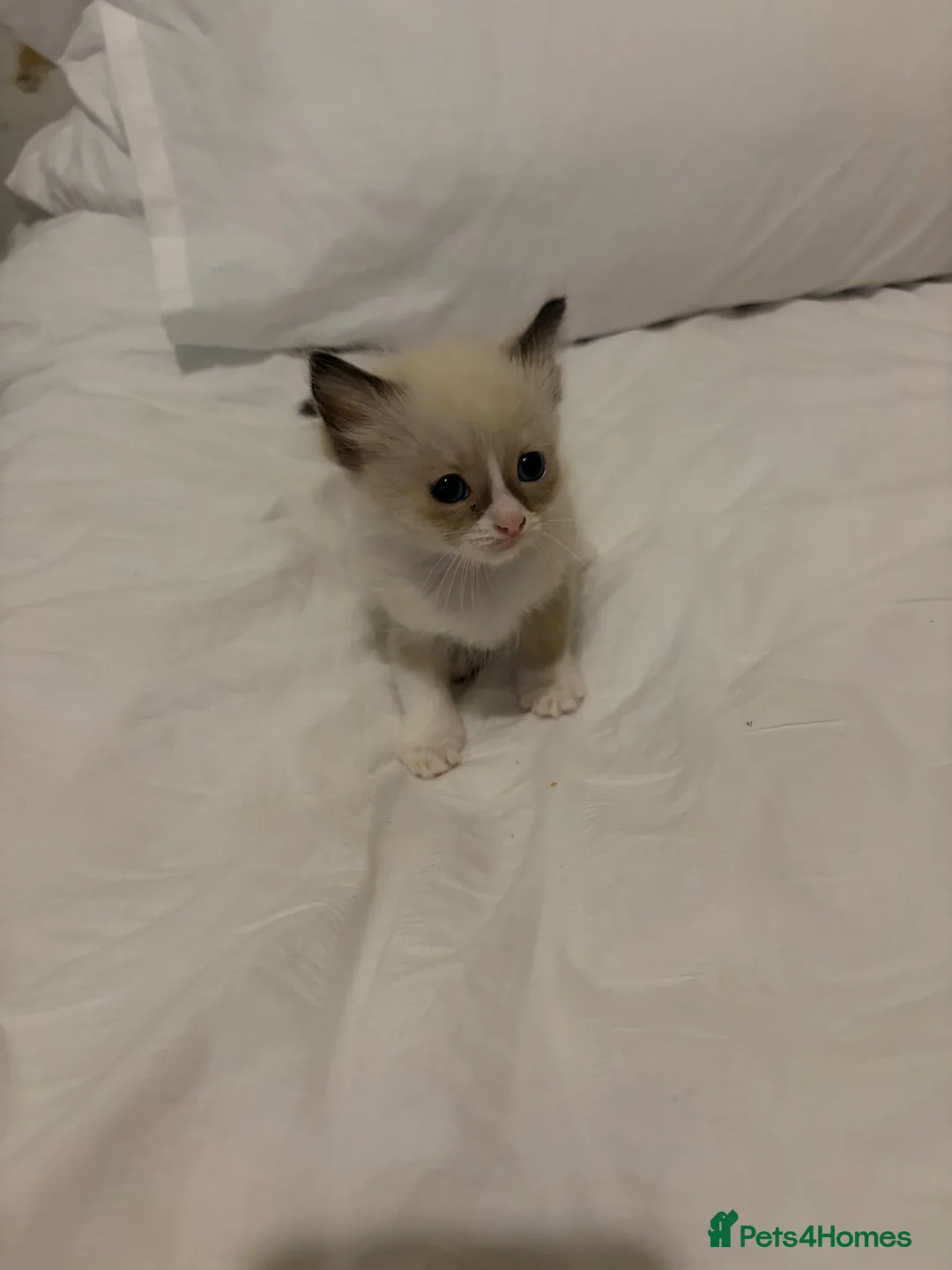 Ragdoll cats for sale: Beautiful Ragdolls  - Advert 1