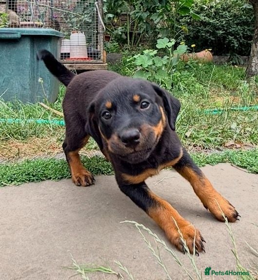 Rottweiler dogs 8 Rottie Pups (ONLY 2 LEFT) - Advert 2