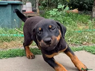 Rottweiler dogs 8 Rottie Pups (ONLY 2 LEFT) - Advert 2