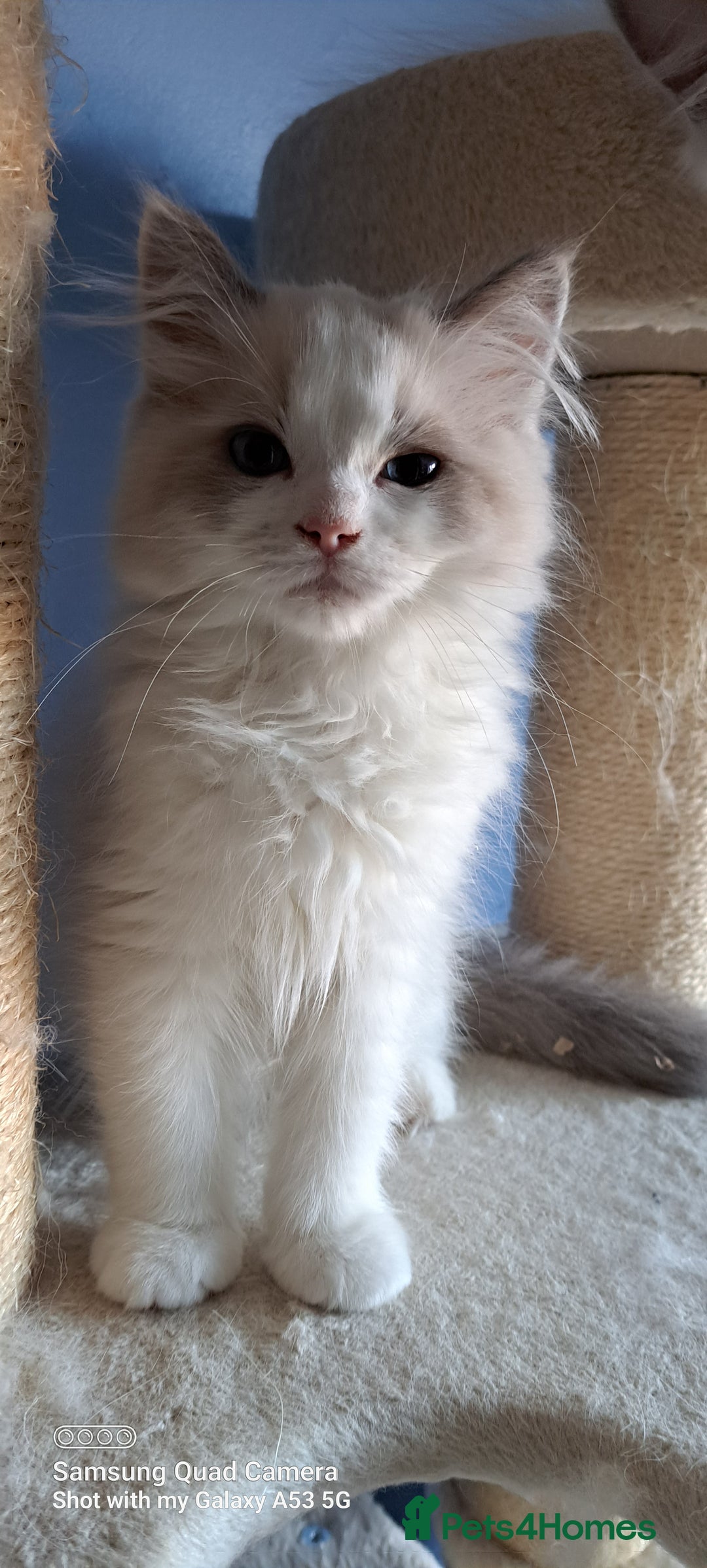 Ragdoll cats for sale: GCCF reg Ragdoll kittens  - Image 4