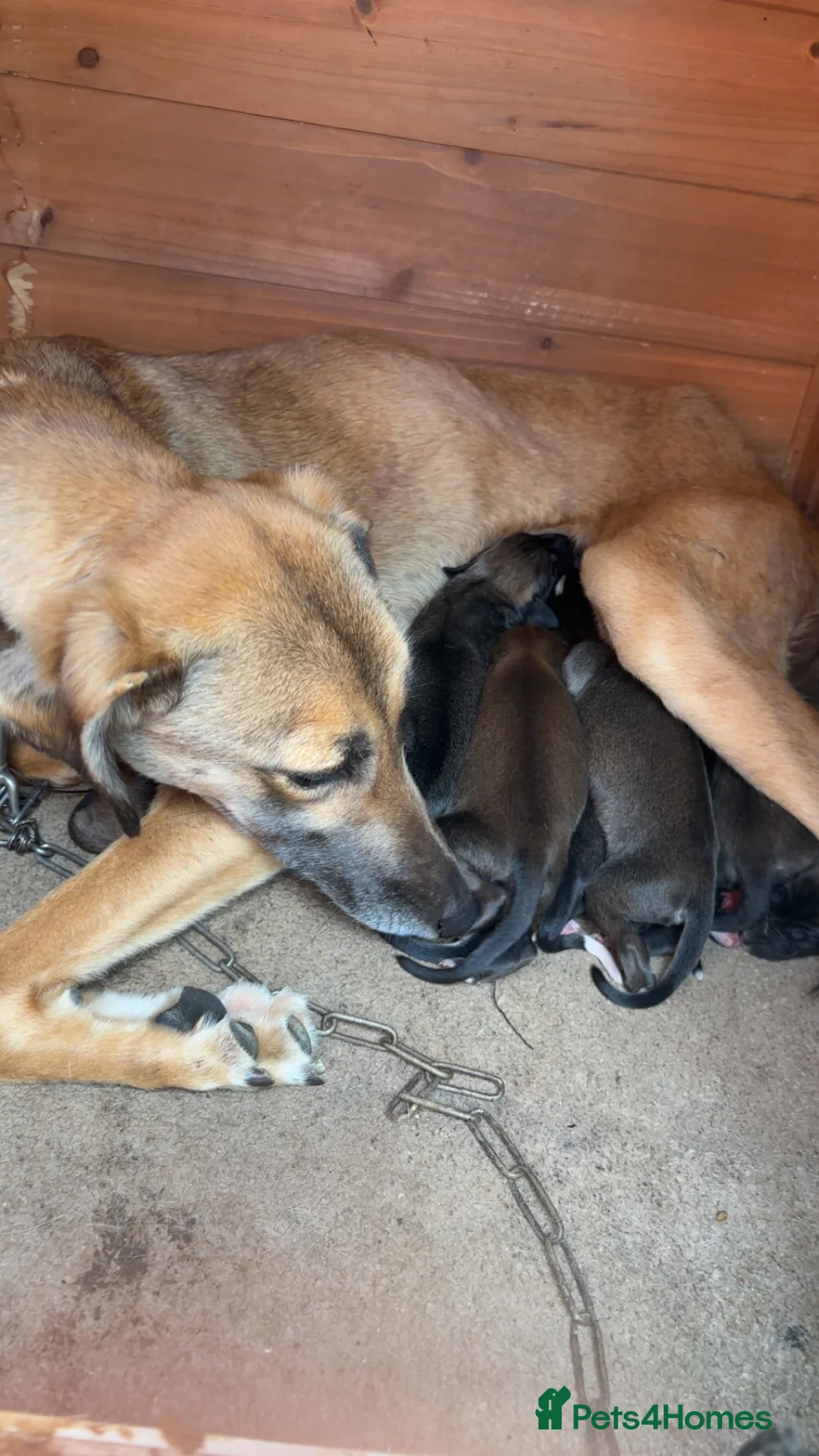 Mixed Breed dogs for sale: 5 saluki grayhound pups ready to go  - Advert 2