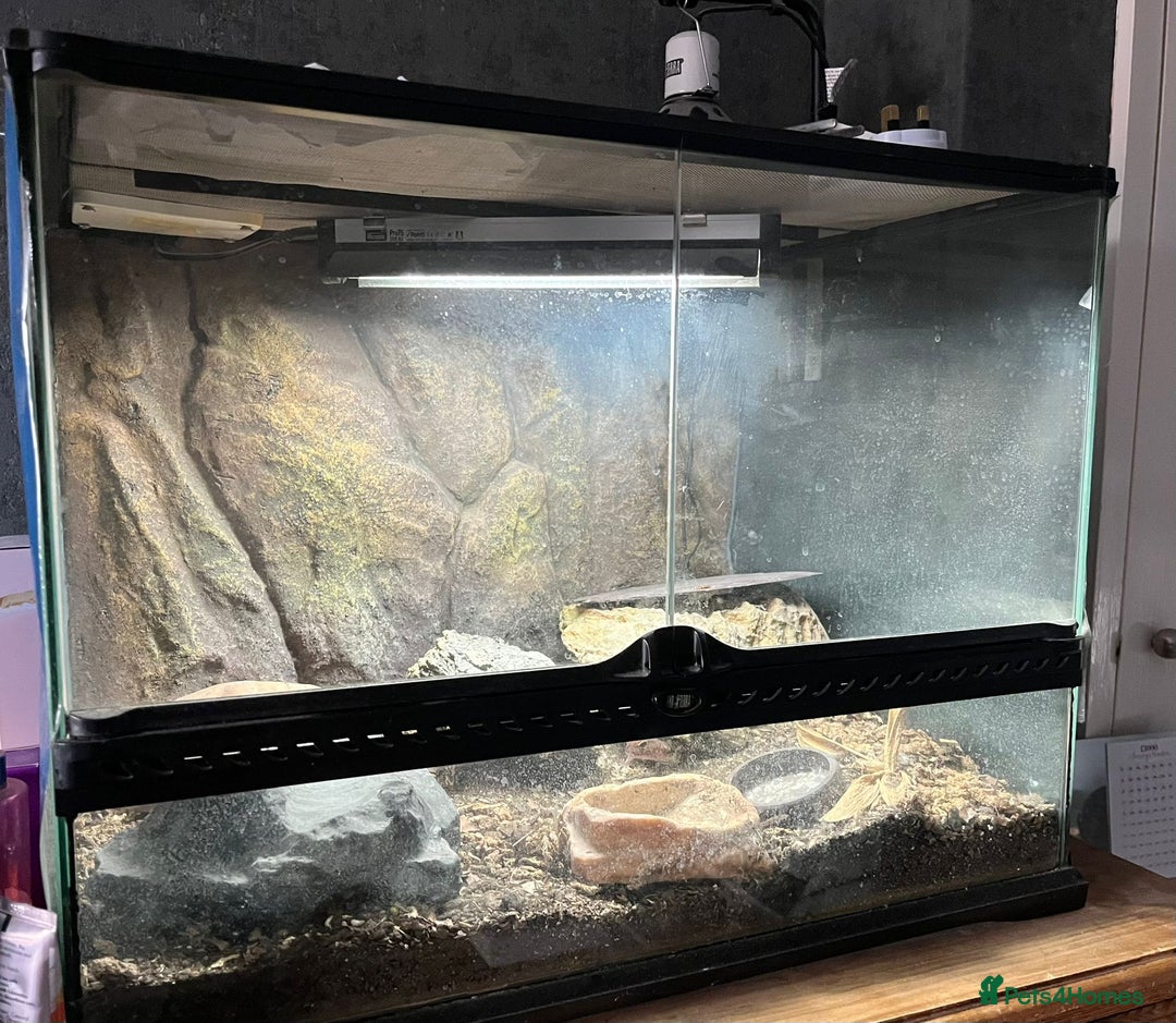 Gecko reptiles for sale: African fat tail gecko  - Image 7