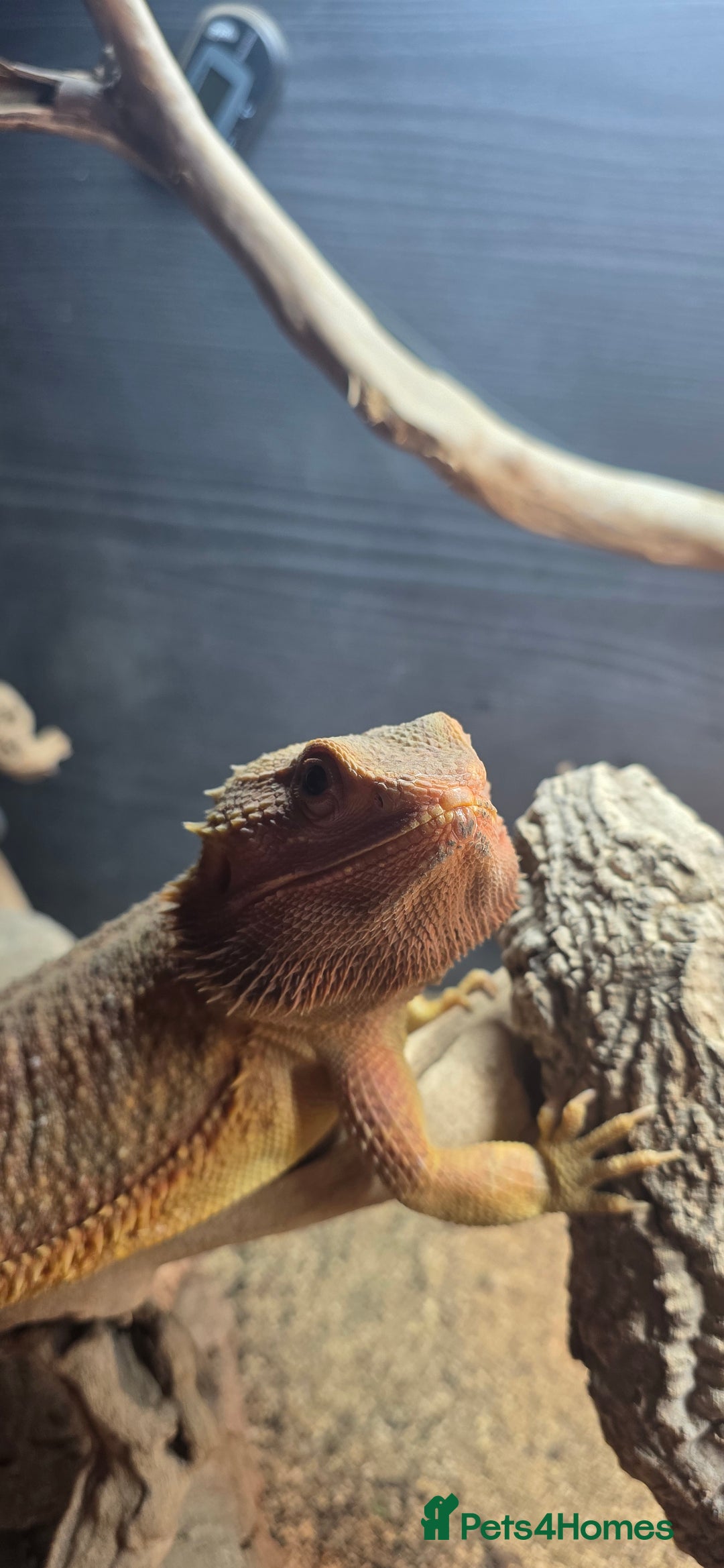 Bearded Dragon reptiles for sale: Bearded dragon for sale - Advert 3