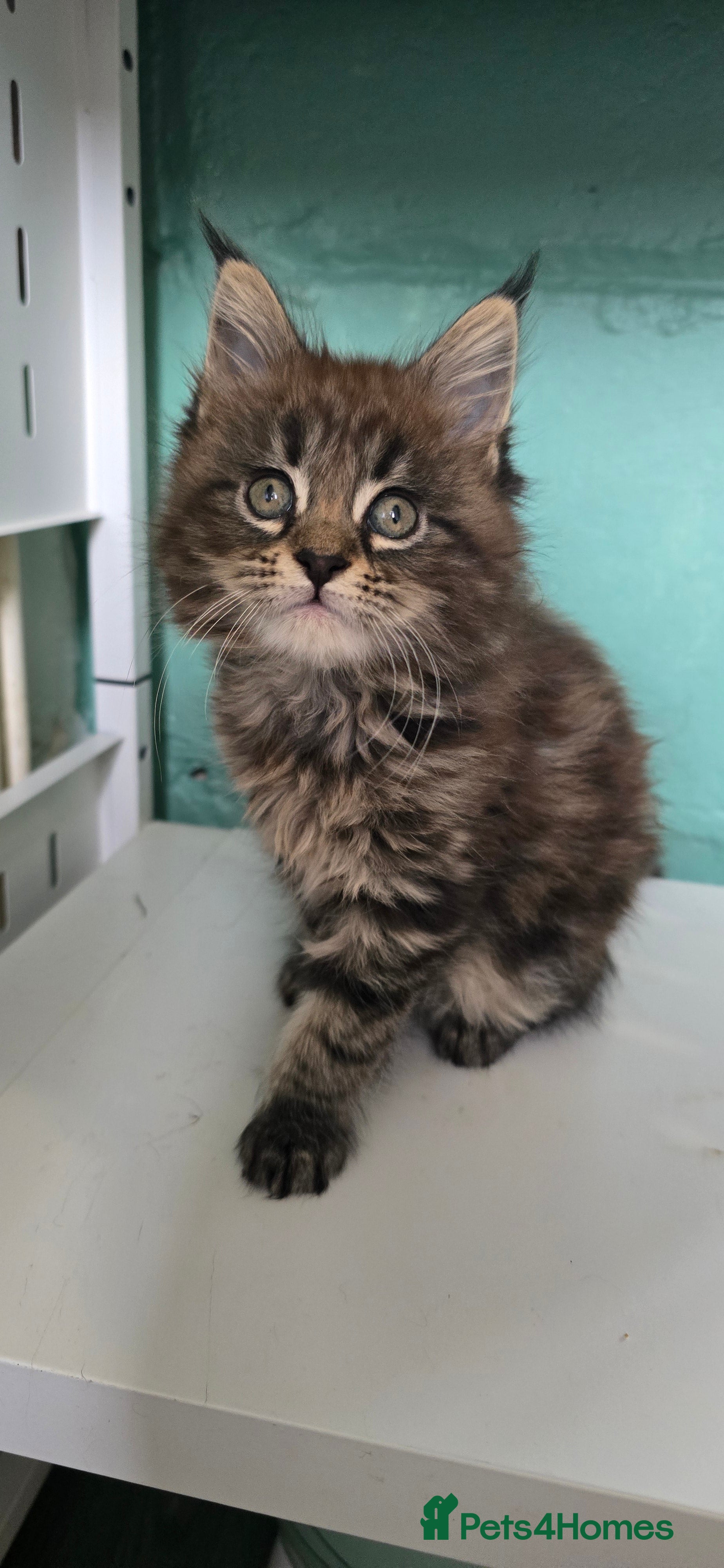 Maine Coon cats Last female Maincoon kitten  - Advert 2