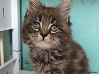 Maine Coon cats Last female Maincoon kitten - Advert 2