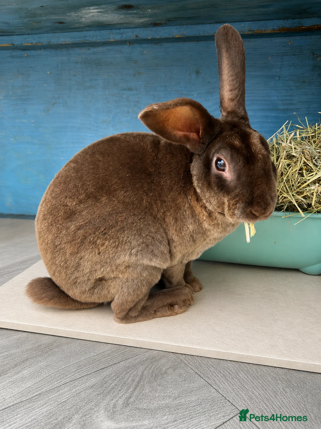 Rex rabbits for sale: Mini Rex  - Advert 6