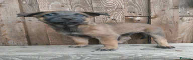 Dark Green Collar - Male
