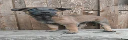 Belgian Shepherd Dog dogs for sale: KC registered Malinois puppies - Advert 17