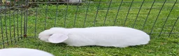 Mini Lop rabbits for sale: 🧡 Female Purebred mini lop 🧡 - Advert 6