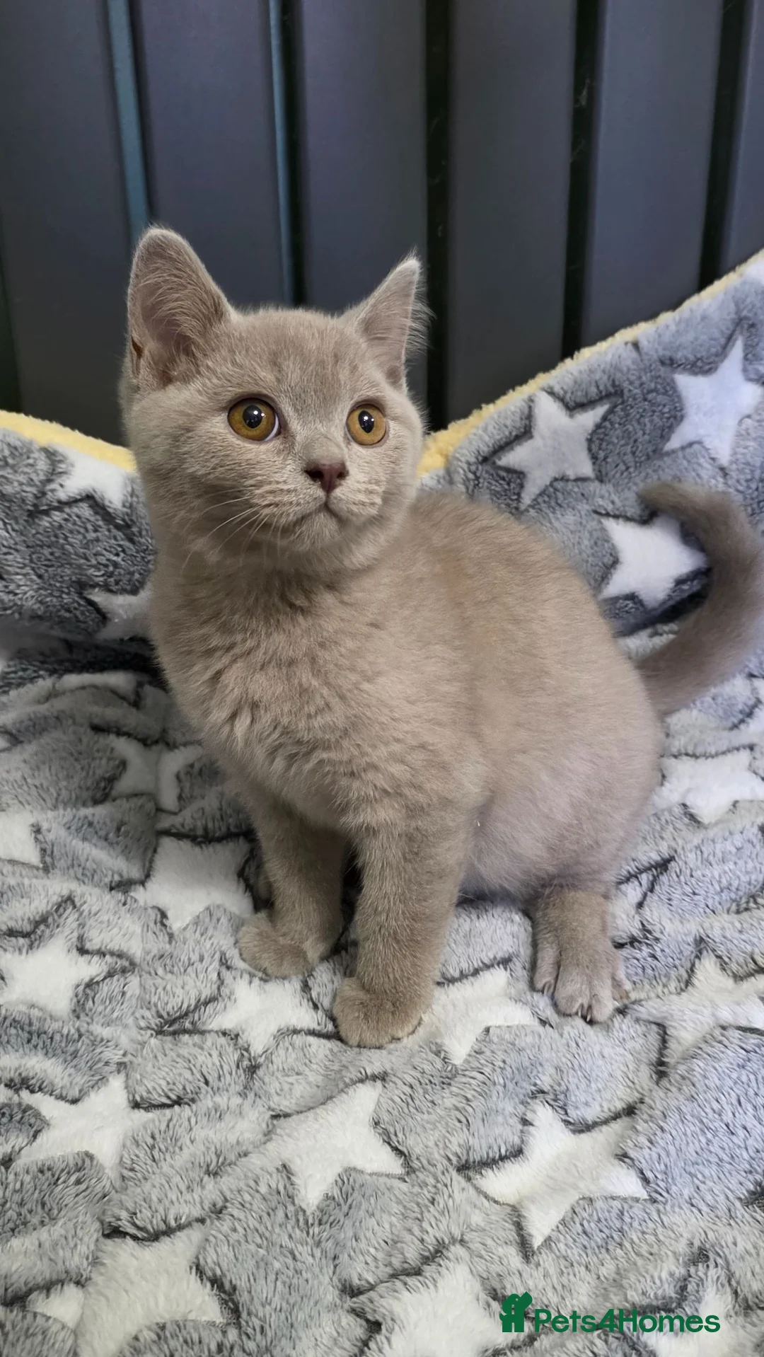 British Shorthair cats for sale: GCCF registered beautiful kittens  - Advert 6
