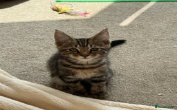 Bengal cats for sale: Bengal X Maine Coon - Image 6