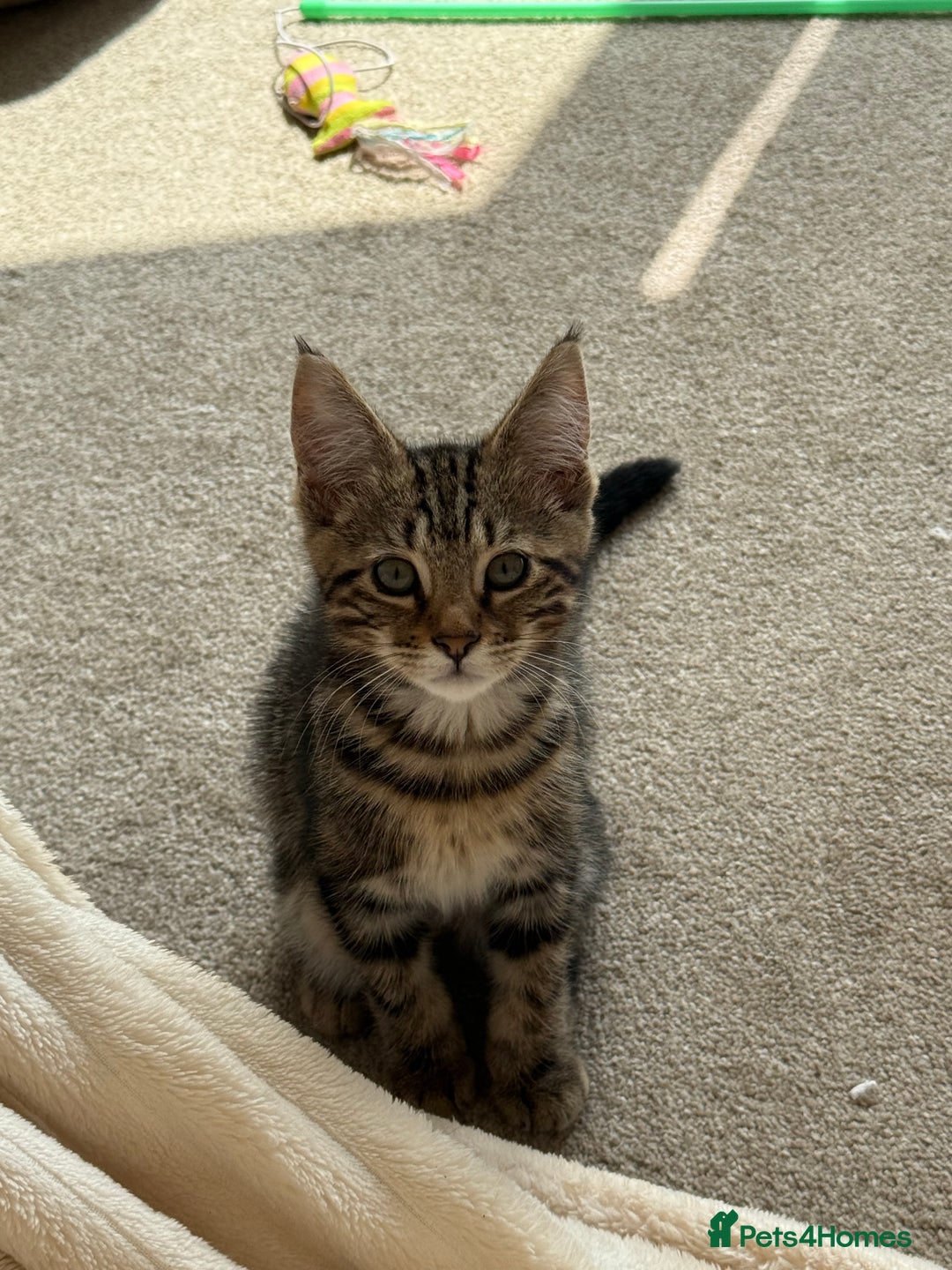 Bengal cats for sale: Bengal X Maine Coon - Image 6