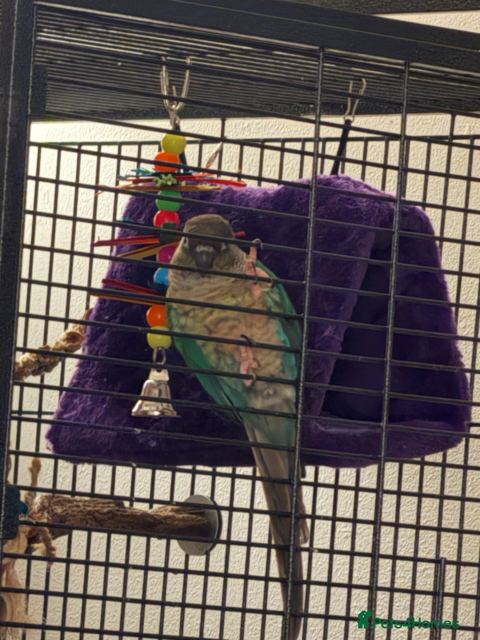 Conures birds Turquoise yellow sided conure - Advert 6